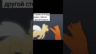 Котик видит своего умершего друга 😔 