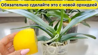 Обязательно сделайте это после получения новой орхидеи Особенности азиатских орхидей