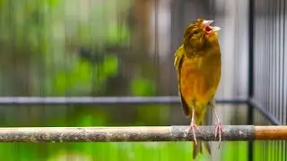 Suara Burung Kenari Gacor Panjang Memancing Kenari Mana Saja Untuk Bunyi Bikin Emosi lawan