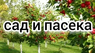 ДЕРЕВЬЯ ПОД ПАСЕКУ. BEEKEEPING. ПОСАДИЛ САД. ПЧЕЛОВОДСТВО. BEE. ПЧЕЛЫ. САД. Как посадить сад .