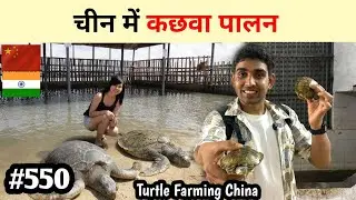 Turtle farming China चीन में कछवा पालन