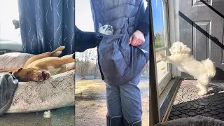 Funny Dog and Human Videos That Will Thrill Your Soul