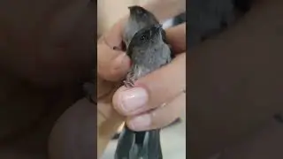 anak burung walet jinak