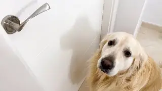 My Funny Golden Retrievers ask to be let into their Owners Bedroom