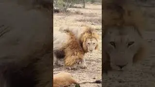 These lions can eat you if you lose focus