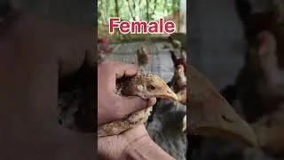 chicken male female difference part-2 #shorts