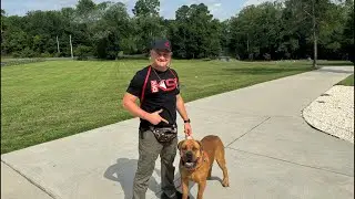 Dog Training Live!