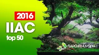 TOP 50 - IIAC 2016 - ISTA International Aquascaping Contest 2016