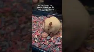 Have some compassion miss hamster #pet #babyanimal #babyhamster #hamster