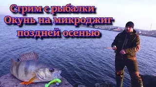 Стрим с рыбалки. Окунь на микроджиг поздней осенью.