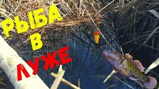 В ЭТОЙ ЛУЖЕ ПОЛНО РЫБЫ! ЛОВЛЯ РОТАНА ВЕСНОЙ 2021 #shorts