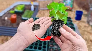 This New Method of Starting Seeds Will Change Your Life