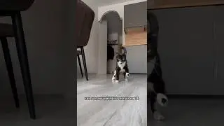 ШАТАЮЩИЙСЯ КОТ НА ТВ 