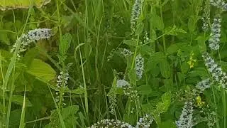 Серая кавказская горная пчела