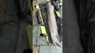 Kid catches catfish twice his size #fishing #catfishing #UKfishing #fishing2024