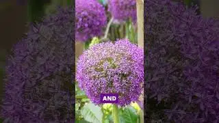 David Domoney: The beauty of alliums  #gardening