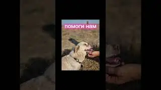 Нас не замечают😣 Не собрали на передержку #собака #dog #животные