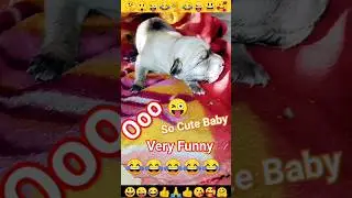 Dog | Baby Puppy| Dog sound😜|Puppydog #shorts #insaniyat #dog #cat #puppy #funny #animal #shortvideo