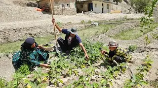 Harvesting hay: the cooperation of love and affection brothers🌱 