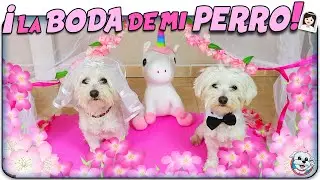 La BODA de mi PERRITA Dasha con su NOVIO!👰🏻🐶 Vida de CASADA HORRIBLE!😱Anima Dogs