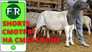 Разведение овец. Устройство овчарни.