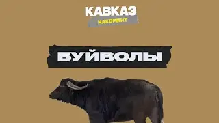 Кавказ накормит. Буйволы