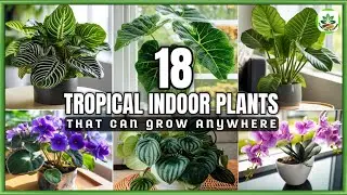 18 Best Indoor Tropical Plants | Indoor Tropical Houseplants | Plant and Planting