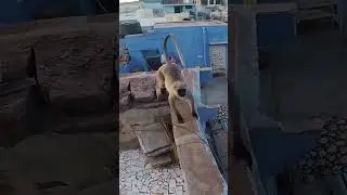 Josh chased by Monkey 🇮🇳 
