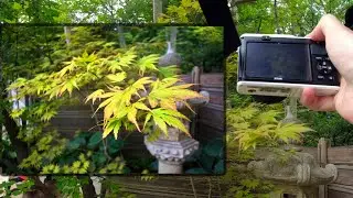 ⛩️ bonsai garden photography walk 📷