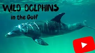 Wild Dolphins on the Gulf of Mexico - Talking to Wild Dolphins