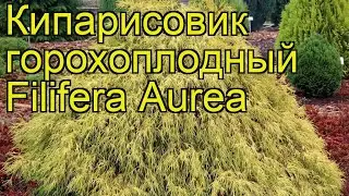 Кипарисовик горохоплодный Филифера Аурена. Краткий обзор chamaecyparis pisifera Filifera Aurea