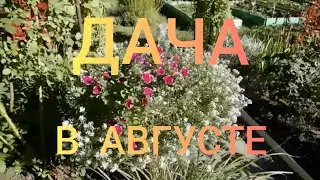 Дача в августе.Зацвели Канны.Фуксии.Поспела ежевика.И просто прогулка по саду.