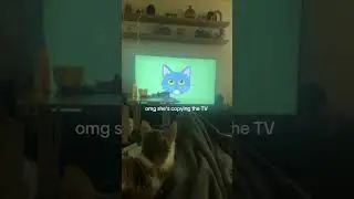 Funny animal videos I found on Instagram and Tiktok 