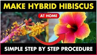 How to make HYBRID HIBISCUS plant at Hope | How to pollinate Hibiscus Flower  by hand