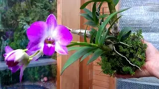 ОРХИДЕЯ - КОКЕДАМА. KOKEDAMA ORCHID  отличная система для выращивания. Цветение и мой уход.