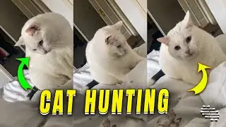 Cat's Unexpected Head Movement While 