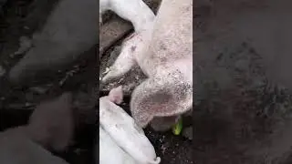 Поросята