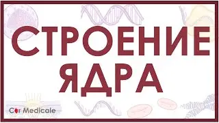 Структура клеточного ядра кратко (ядерная мембрана, хроматин, ядрышко)