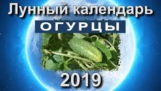 Лунный календарь огородника на 2019 год.  Когда сажать рассаду огурцов в 2019 году