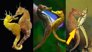 Sea Horse Life Cycle | Hidden World #seahorse#animal#life_cycle#reproduction#