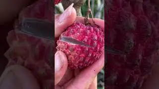 Beautiful nature life FN70 || amazingly delicious lychee fruit #nature #shorts