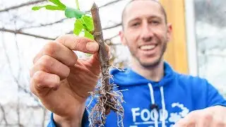 How to Grow a Fig Tree from a Cutting | Propagate Figs for your Garden