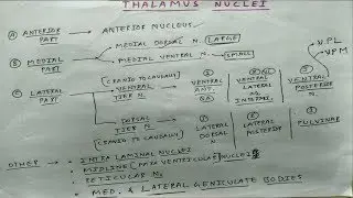 Thalamus Nuclei- Anterior, Medial, and Lateral Part | Theory and Diagram | TCML