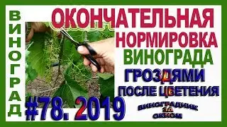 🍇 ВАЖНО! ОКОНЧАТЕЛЬНАЯ нормировка винограда ГРОЗДЯМИ и ПОБЕГАМИ после цветения. Нормировка урожая.