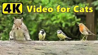 Cat TV 4K ~ Birds and Squirrels ⭐ Happy New Year ⭐