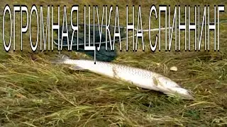 Огромная амурская щука, поймал на спиннинг, вываживание