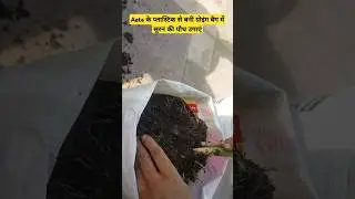 तो आज Suran लगाए