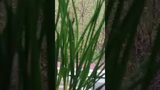 НА ПОДОКОННИКЕ ЛУК РАСТЁТ . НА УЛИЦЕ СИЛЬНЫЙ СНЕГОПАД 3 АПРЕЛЯ В ЕЛГАВЕ . ЛАТВИЯ 2024
