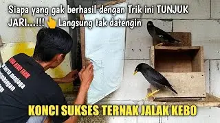 SETELAH NONTON INI PASTI LANGSUNG TERNAK JALAK KEBO