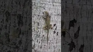 Chunky Lizard